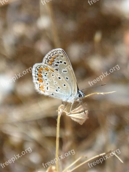 Polyommatus Icarus Blue Maiposa Blaveta Commune Beauty Free Photos