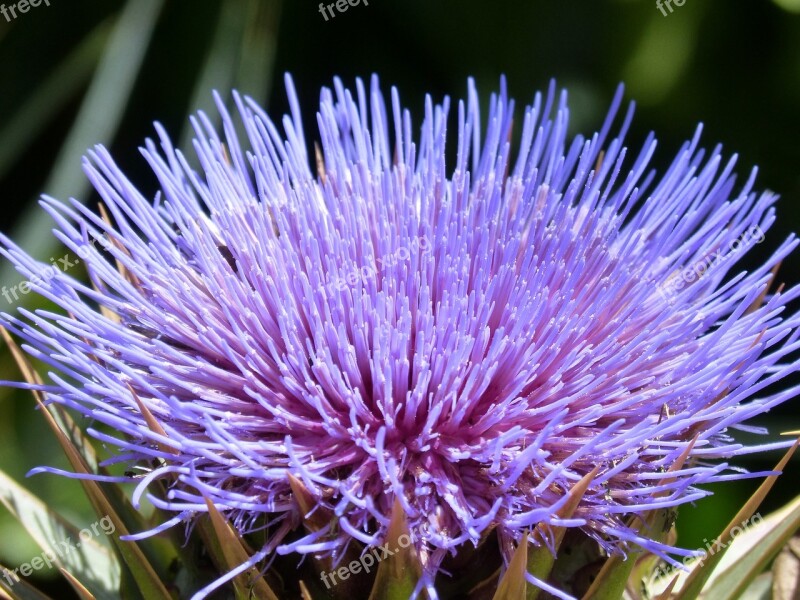 Artichoke Flower Purple Beauty Artichoke Free Photos