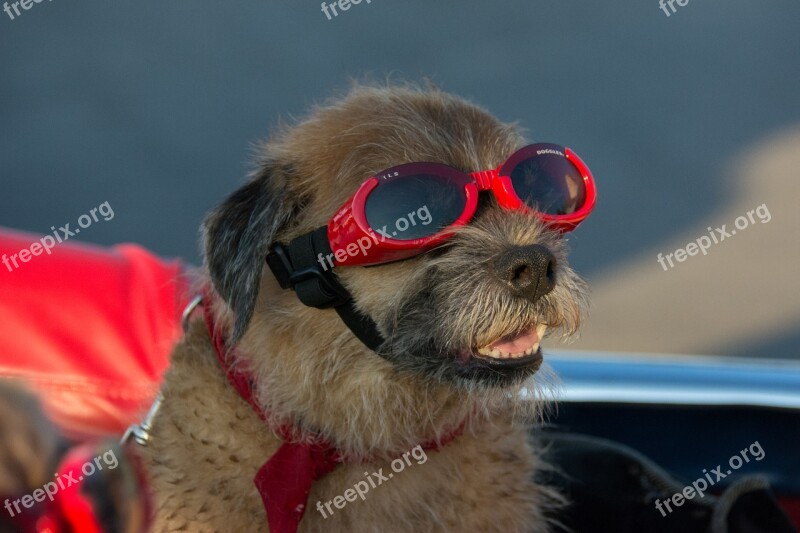 Goggles Dog Canine Pet Vacation