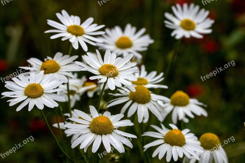 Marguerite Meadows Margerite Flower Wild Flower Meadow Meadow Margerite