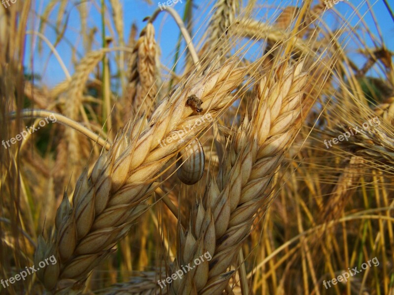 Rye Mature Grain Summer Free Photos