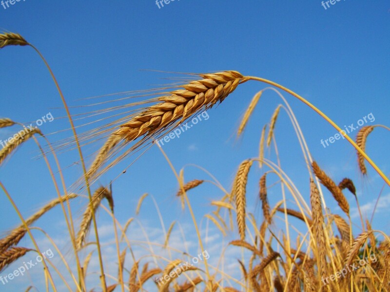 Rye Mature Grain Summer Free Photos