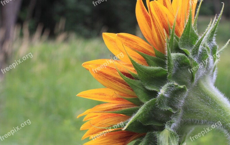 Sunflower Petals Head Back Backside