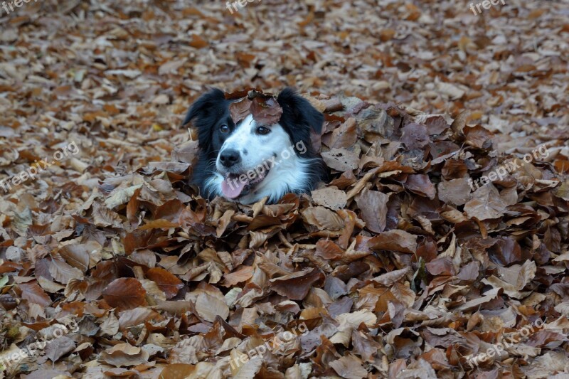 Border Border Collie British Sheepdog Pet Purebred Dog