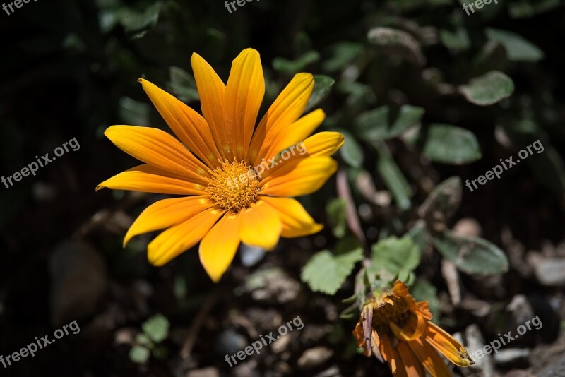 Flower Orange Orange Flower Annual Garden