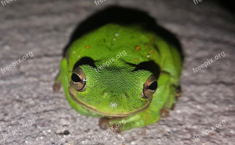 Frog Tree Frog American Green Tree Frog Croak Croaking