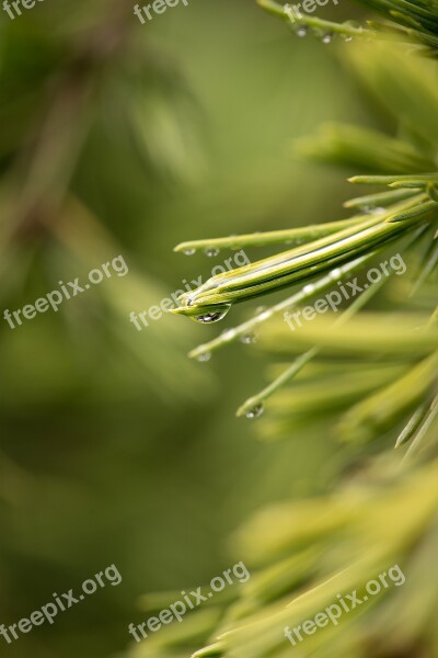 Cedar Needles Leaves Green Close Up