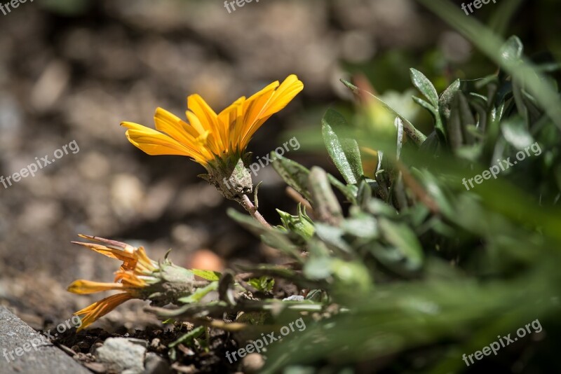 Flower Orange Orange Flower Annual Garden