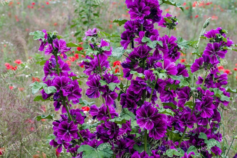 Meadow Flowers Summer Wild Flowers Summer Flower