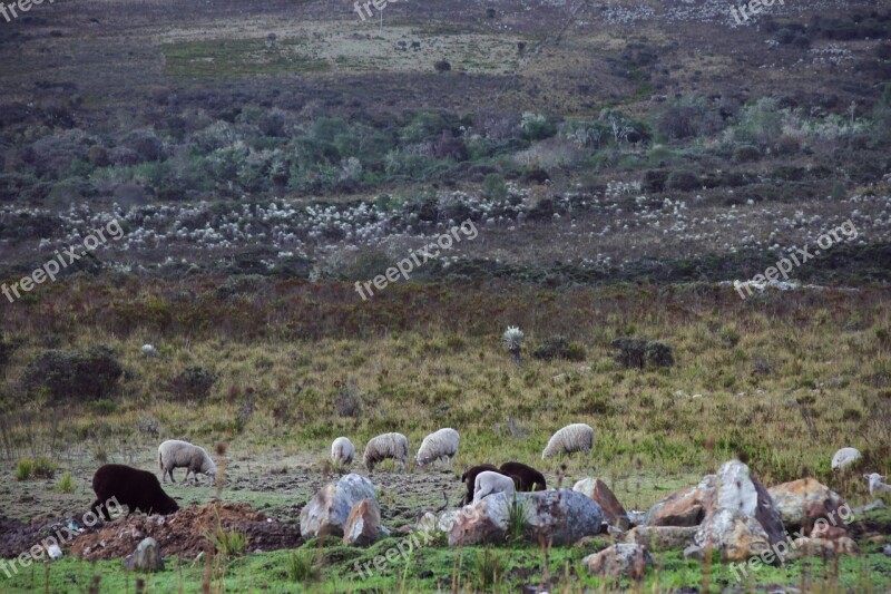 Nature Field Sheep Flock Green