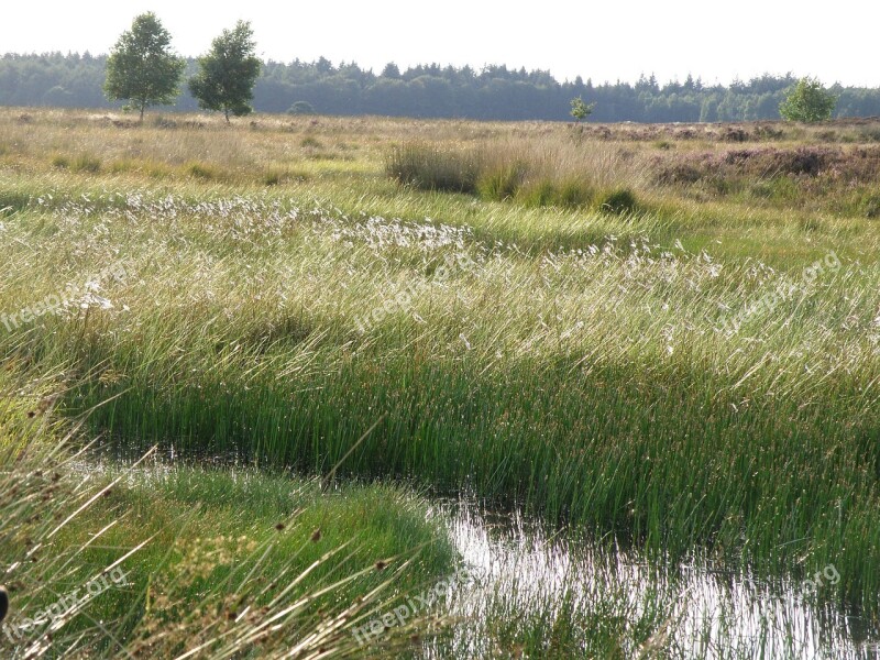 Drenthe Water Nature Green Tree