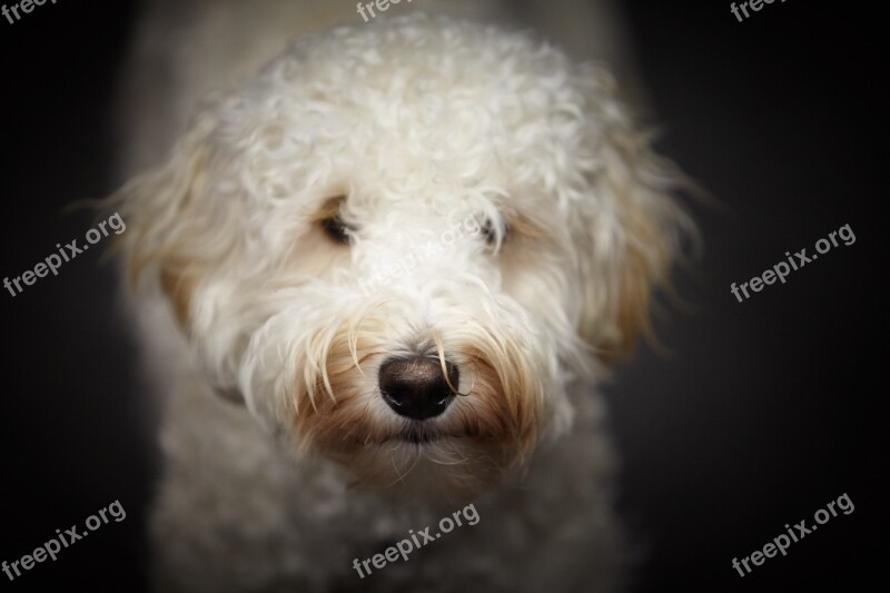 Puppy Labradoodle White Dog Face Dog