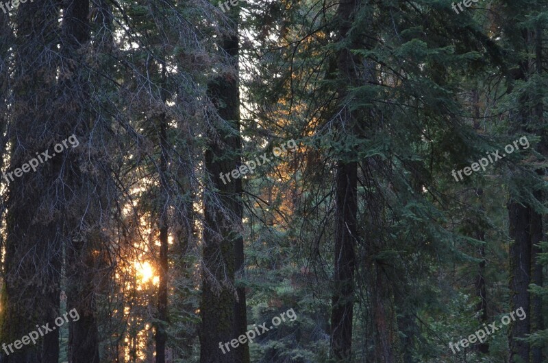 Forest Sunset Coniferous Forest Nature Trees