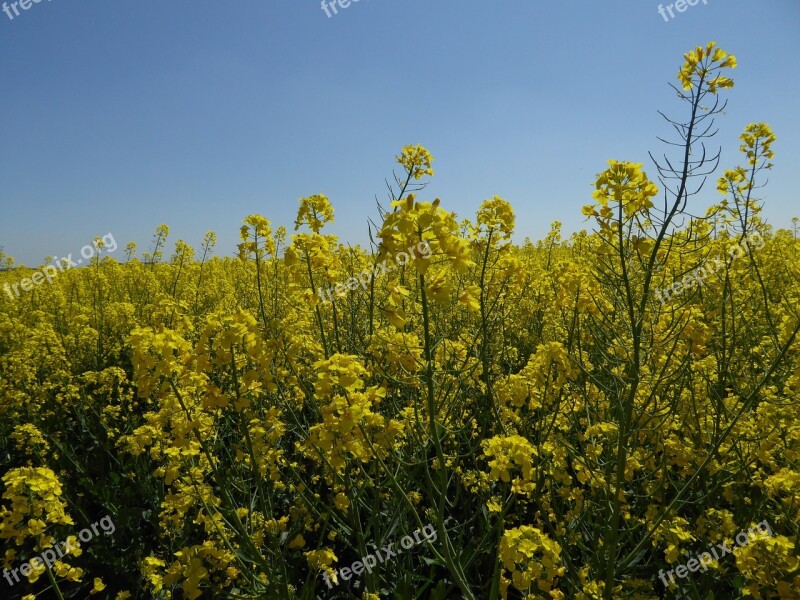 Rapeseed Nature Yellow Summer Fields