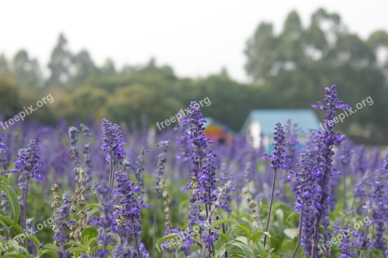 Lavender Purple Flowers Purple Small Town Europe