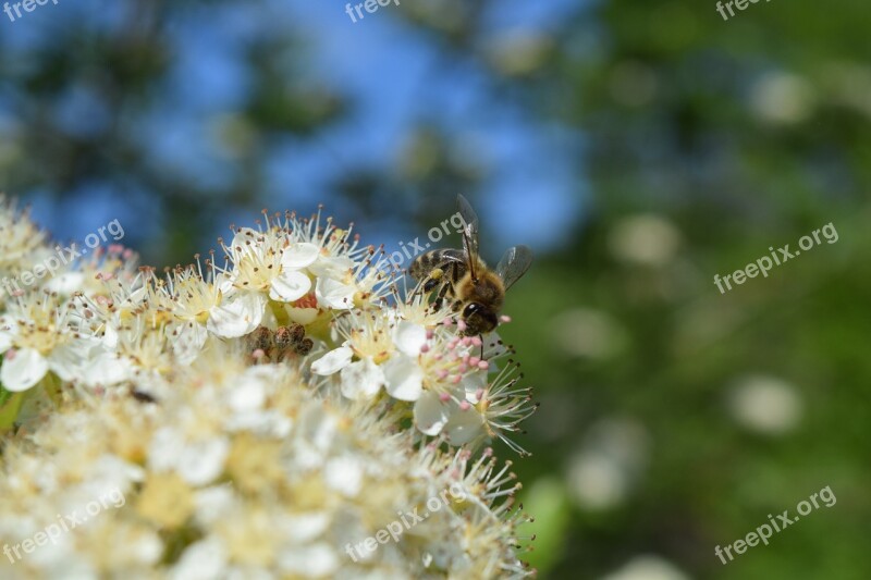 Bee Flower Honey Nature Spring