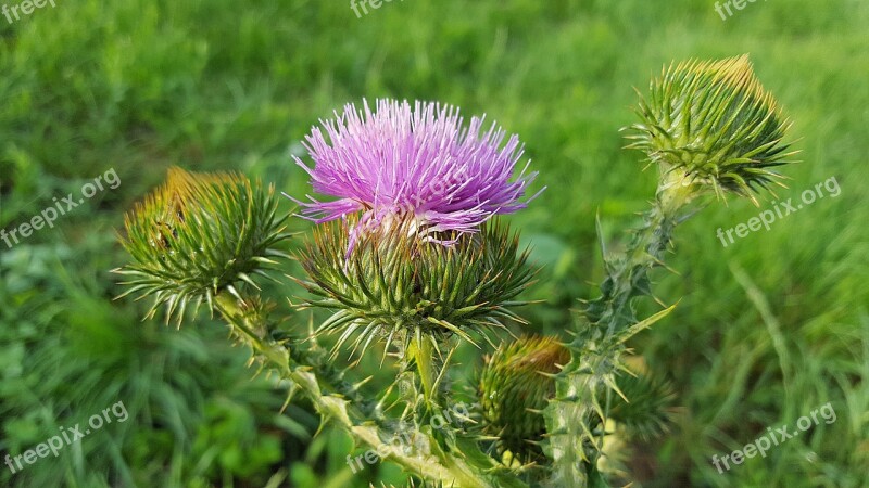 Asteraceae Musk Thistle Carduus Nutans Nodding Thistle Nodding Plumeless Thistle