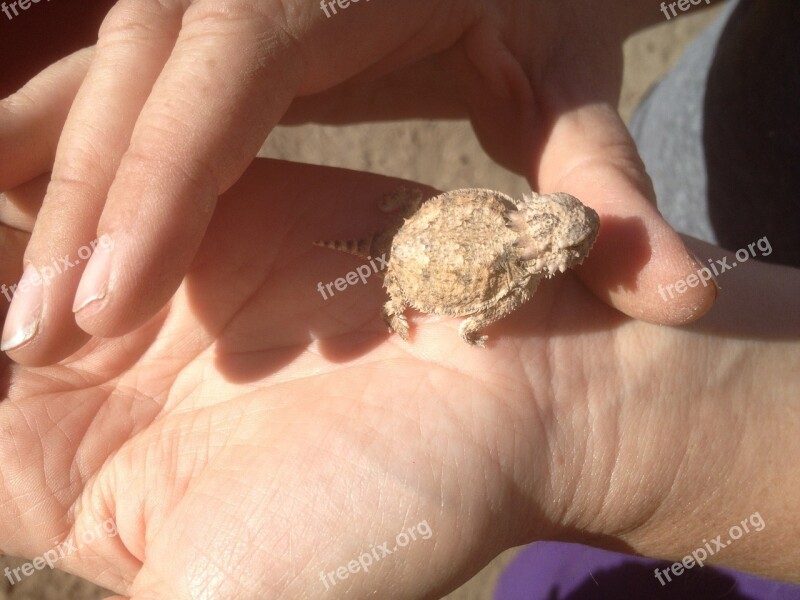 Horned Toad Lizard Baby Reptile Wildlife