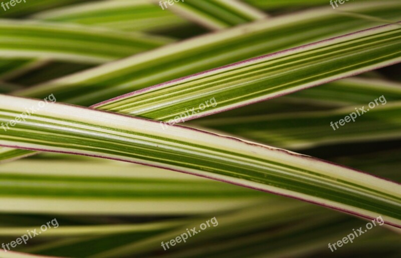 Grass Striped Multi Colored Nature Outdoors