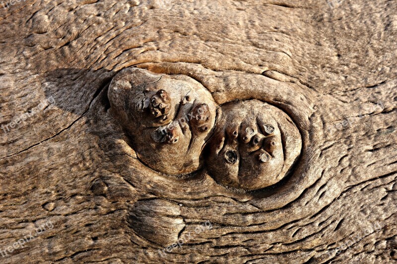 Knot Wood Rings Growth Log