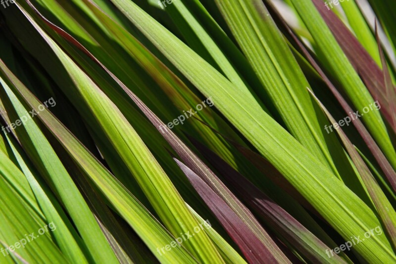 Red Grass Grass Red And Green Macro Multi Colored