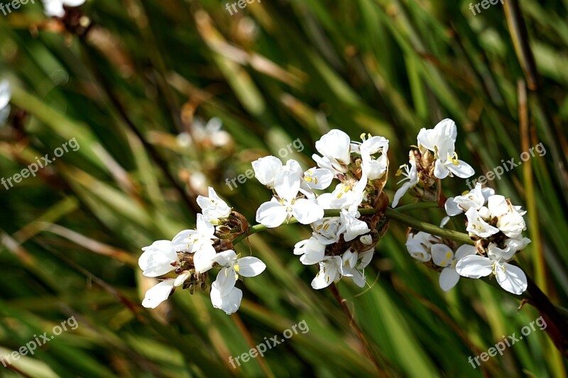 Flowers Flora White Flowers Nature Plant