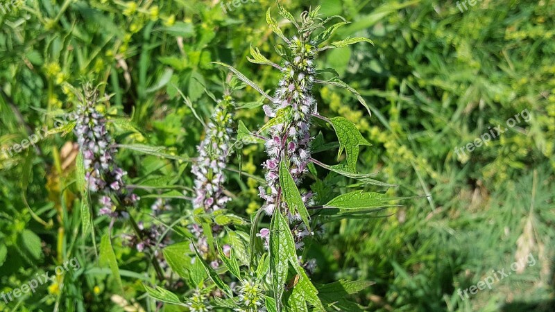 Leonurus Cardiaca Lamiaceae Motherwort Lion's Tail Traditional Medicine