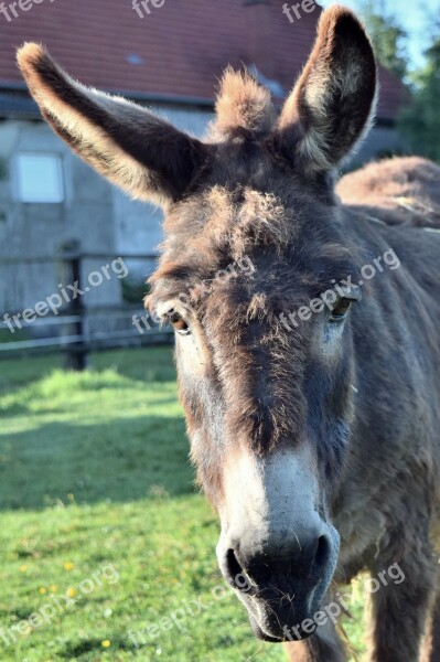 Donkey Head Animal Ears Mammal