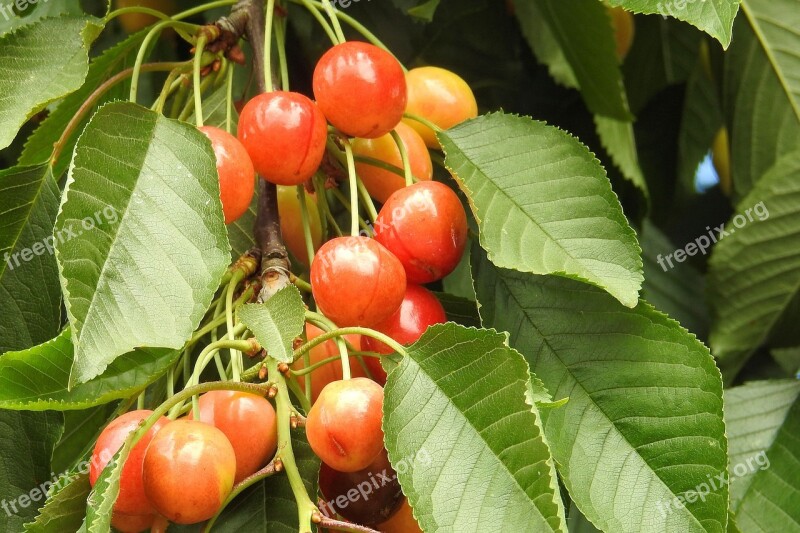 Cherries Cherry Tree Leaves Fruit Fruit Tree