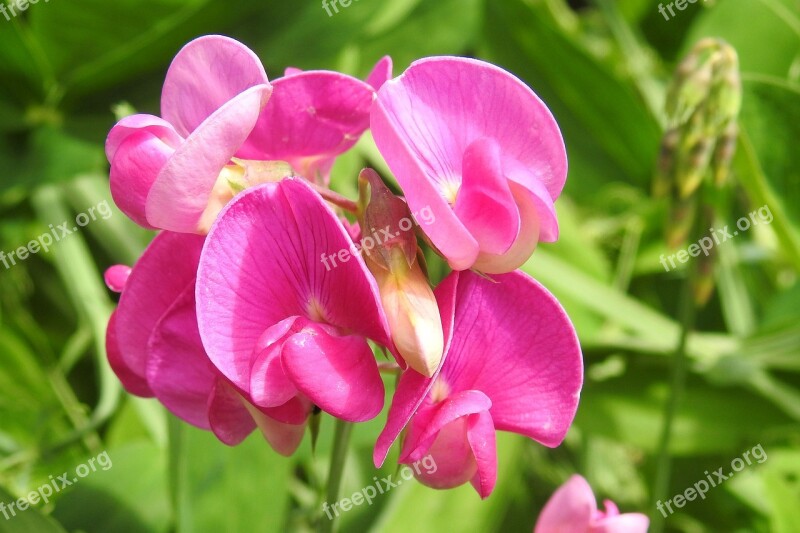 Pea Vetch Red Bright Fabaceae