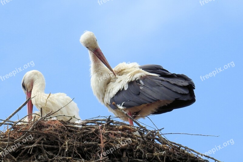 Stork Stork Couple Nest Storchennest Storks