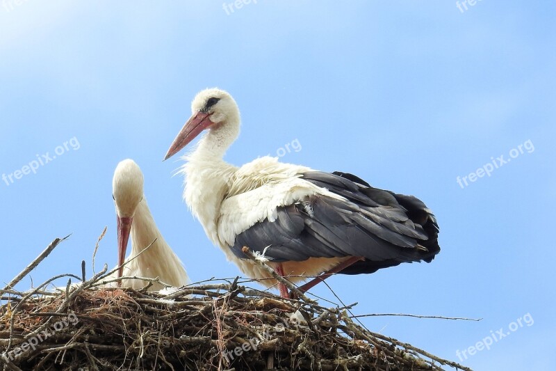 Stork Stork Couple Nest Storchennest Storks