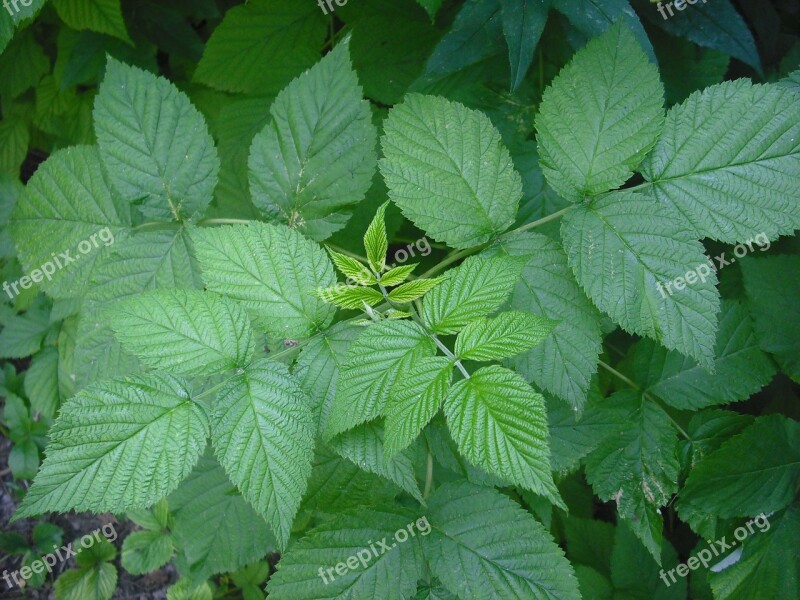 Bush Raspberry Raspberry Leaf Plants Free Photos