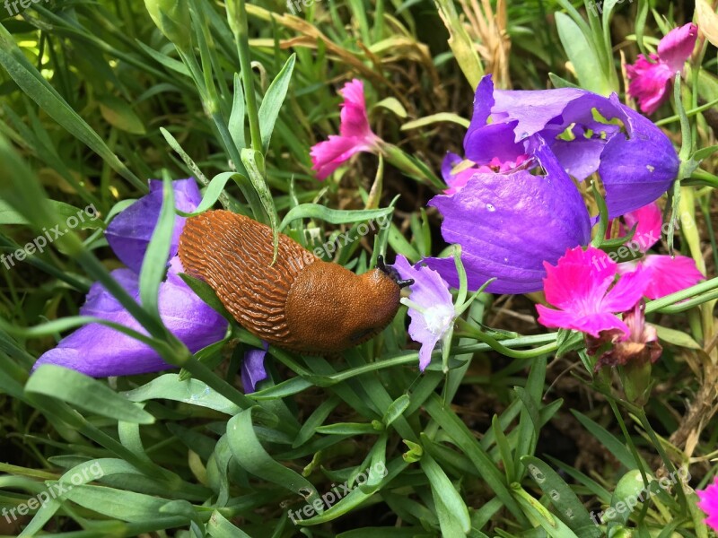 Animal Garden Nature Snail Slug