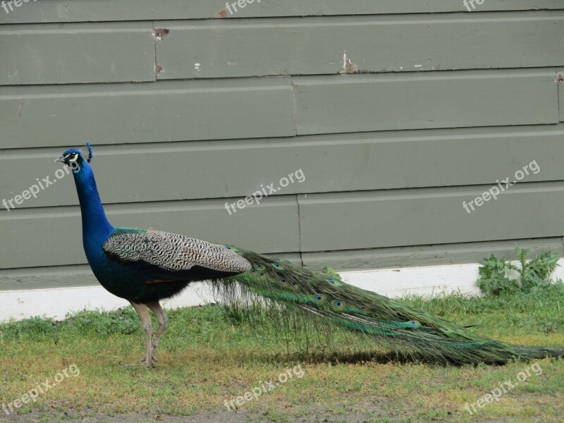 Peacock Bird Wildlife Free Photos