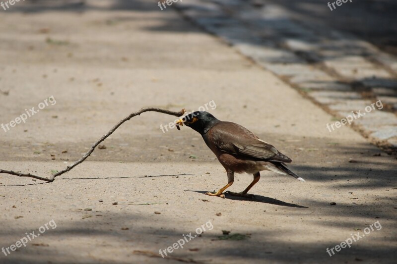 Bird Food Chandigarh Natural Wildlife