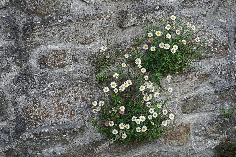 Flowers White Wall Daisies City