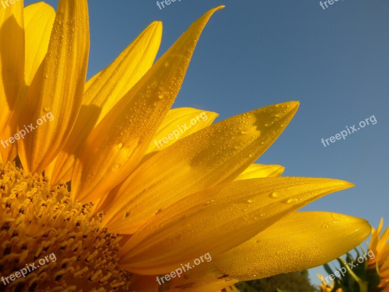 Sunflower Dew Sunshine Petals Flower