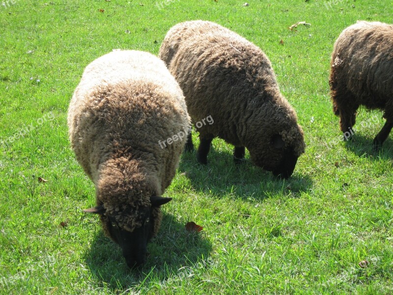 Sheep Farm Animal Lamb Wool