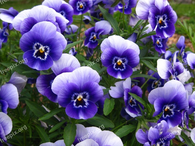 Pansy Pansies Blue Flower Garden