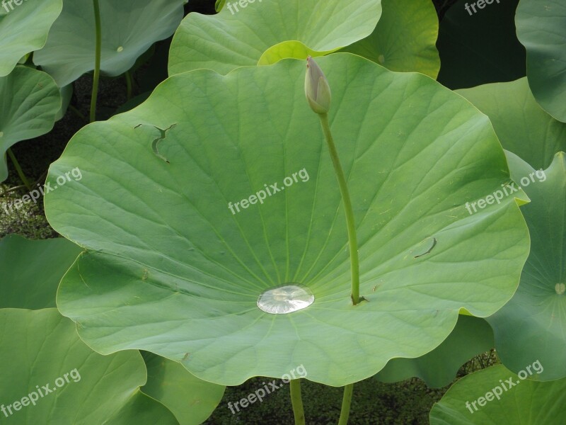 Lotus Flowers Pond Drops Waterlilies Free Photos