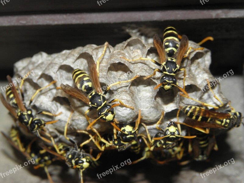 Wasps Insects Nature Free Photos