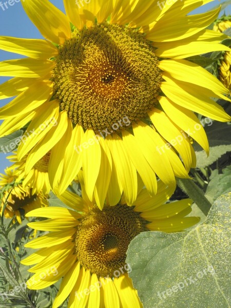 Sunflowers Summer Colors Nature Cultivation