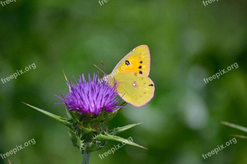 Clouded Yellow Butterfly Butterfly On Flower Butterfly Enjoy Nector Free Photos