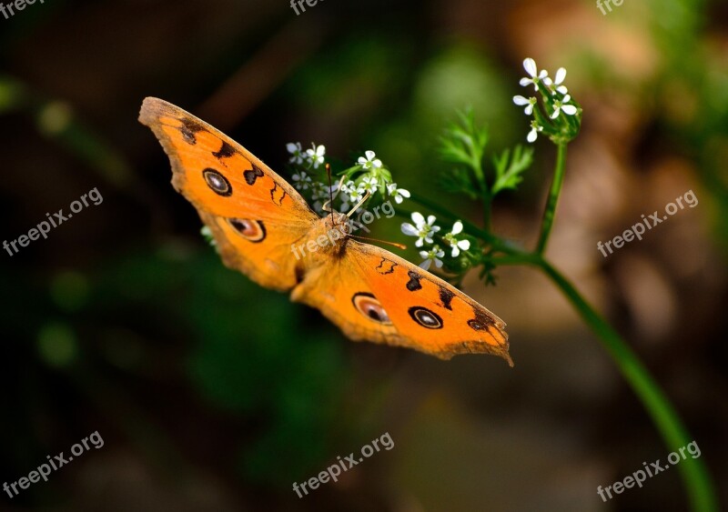 Ornge Colour Butterfly Peacock Butterfly Unique Angle Free Photos