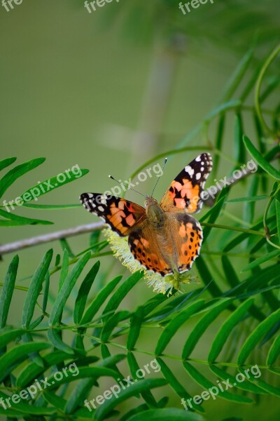 Painted Lady Butterfly Resting In Plant Green Free Photos