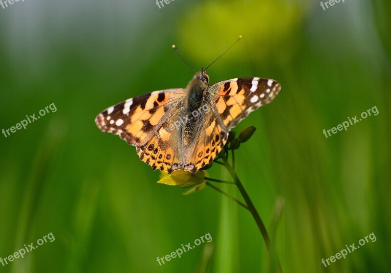 Painted Lady Butterfly Butterfly On Mustard Plant Butterfly With Green Background Free Photos