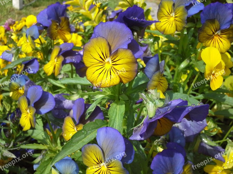 400–500 Yellow Blue Flower Sun