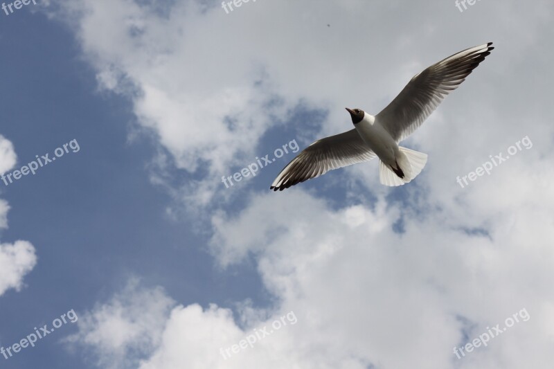 Volga Seagull Clouds Free Photos