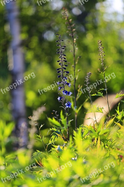 Beauty Flower Living Nature Nature Flowers